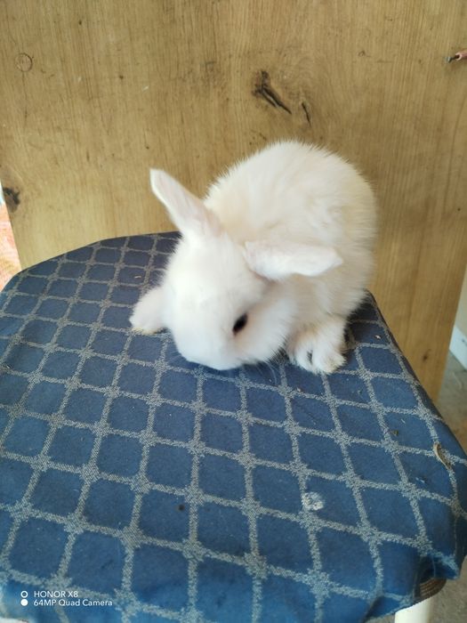 Coelhos anões dóceis