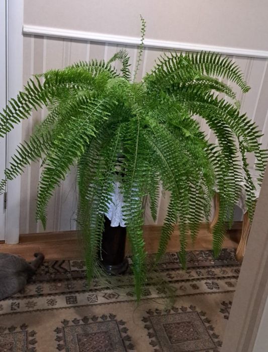 Продам Папоротник | Высота 110см | Ширина 120см