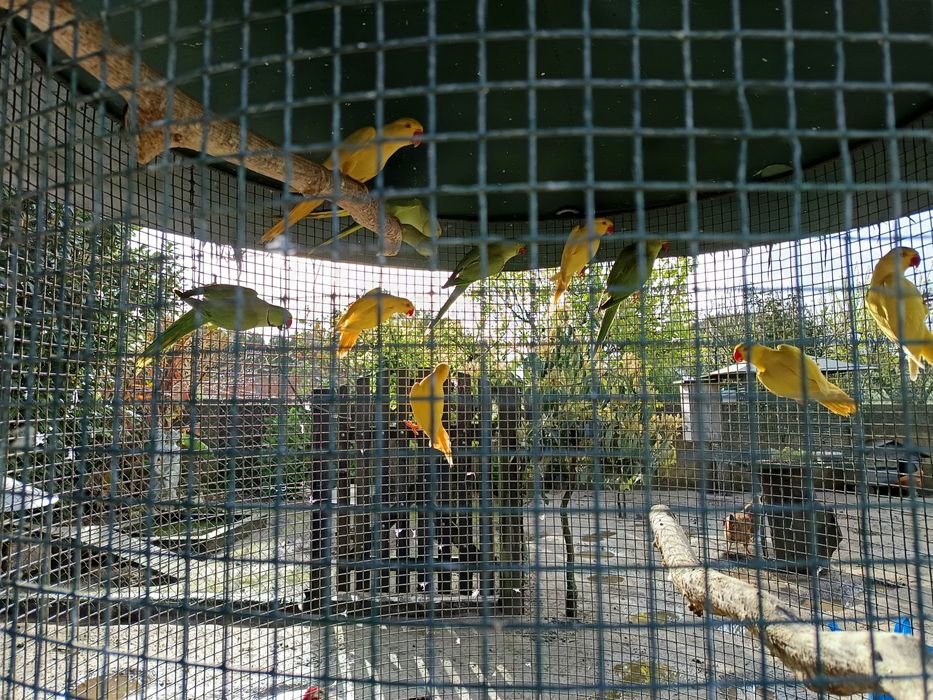 Ring neeks de 2022/2023/2024