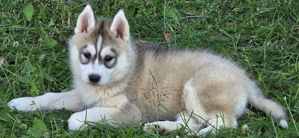 Siberian Husky wspaniałe maluchy!
