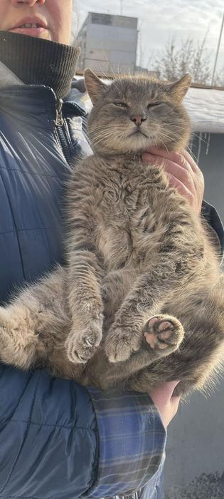 Отдам серого вискасного кота