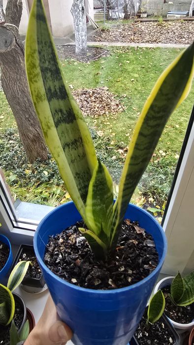 Сансевієрія/Сансев'єрія