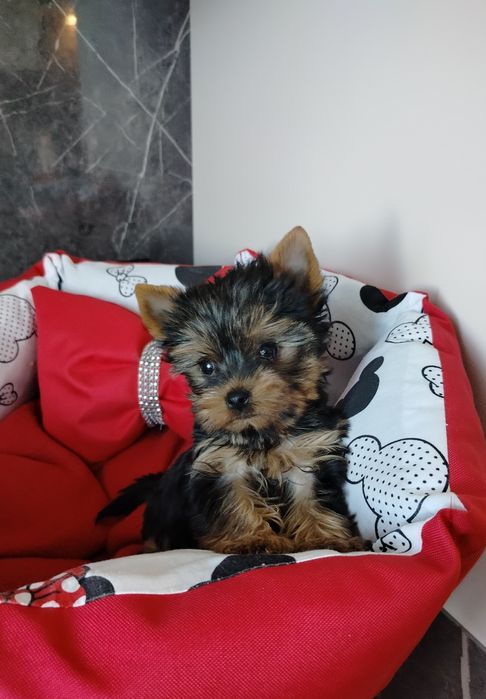 Suczka  York Yorkshire terrier