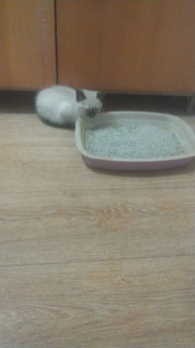 Кошенята Вышгород