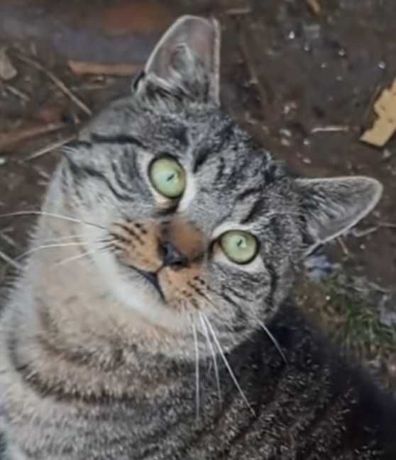 Kot Polkowice, okolice rynku, ktoś wie, co z nim?