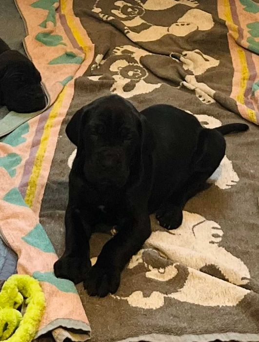 Dog niemiecki suczka ZkwP FCI