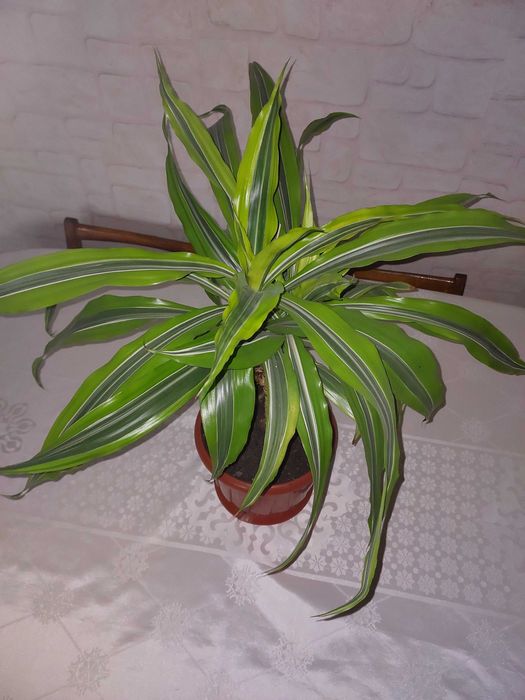 Драцена Лайм кімнатна рослина