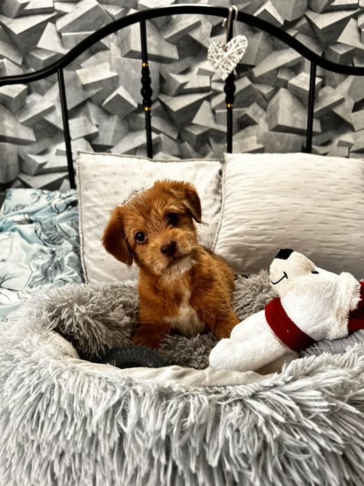 Szczeniaczki do adopcji. Pozostał czarny piesek