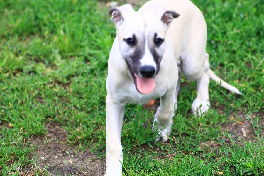 whippet  Chart angielski Otis
