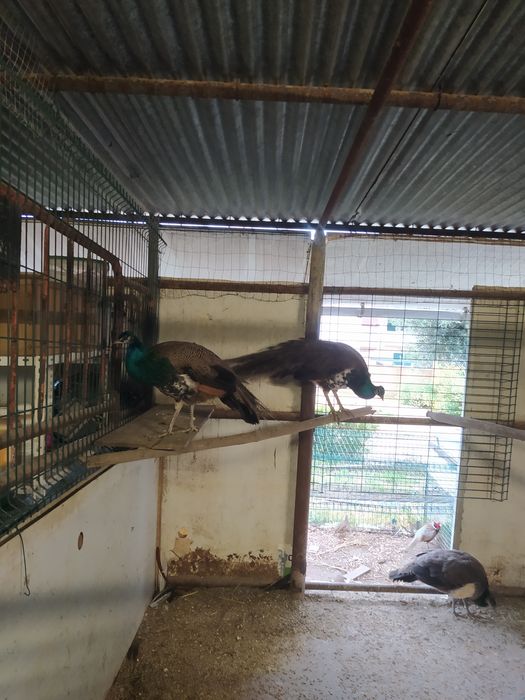 Pavão macho para trocar por fêmea