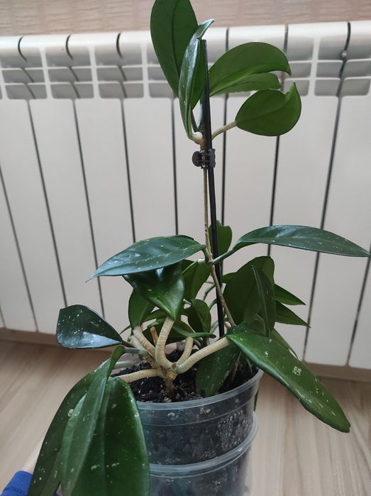 Хойя,хоя карноза,аїхрізон(дерево кохання), кімнатні рослини