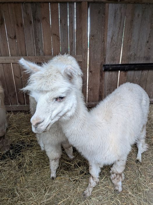 Sprzedam alpaki, alpake