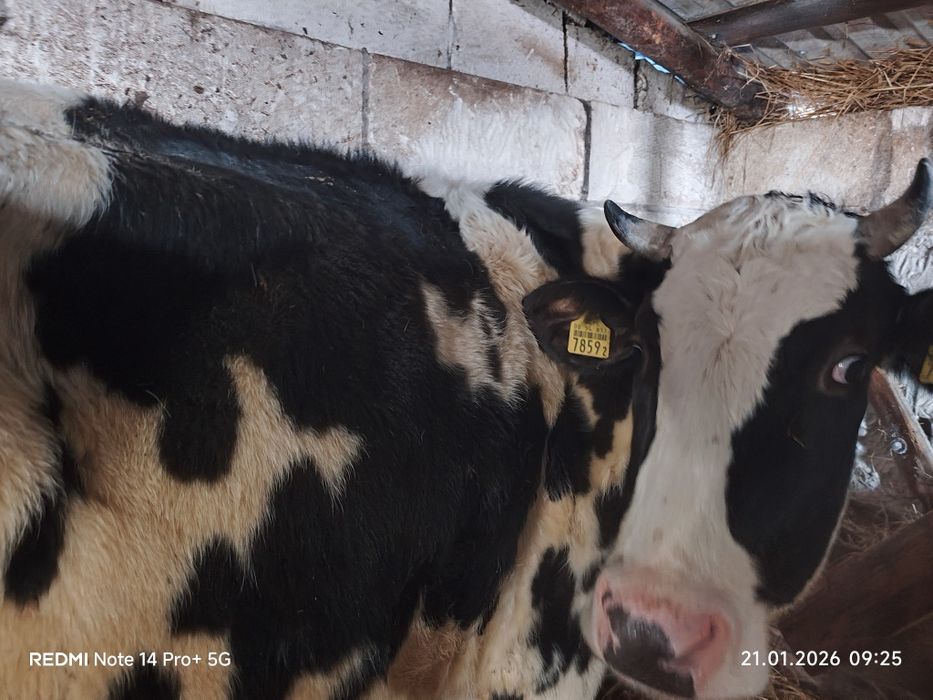Sprzedam jałówki mleczne
