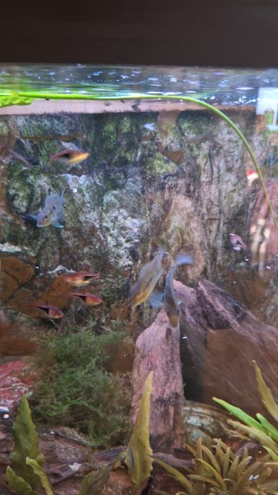 Ryby akwariowe młode