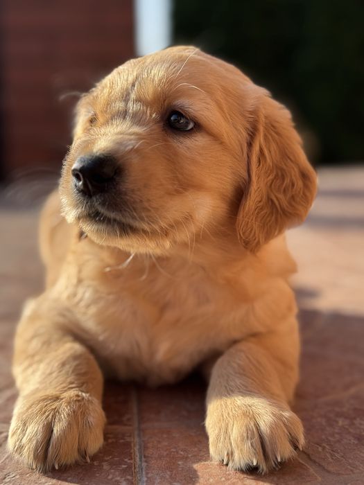Golden Retriever - Mam juz 5 tygodni