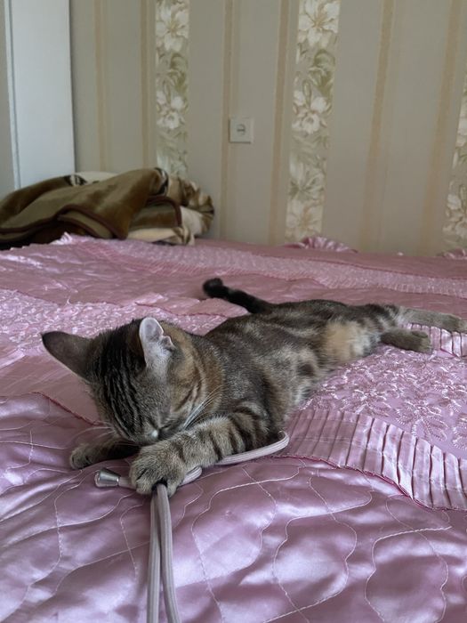 Прилаштовую котеня в добрі руки