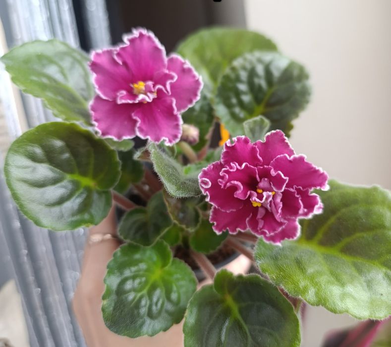 Молоді фіалки ( бордового кольору)