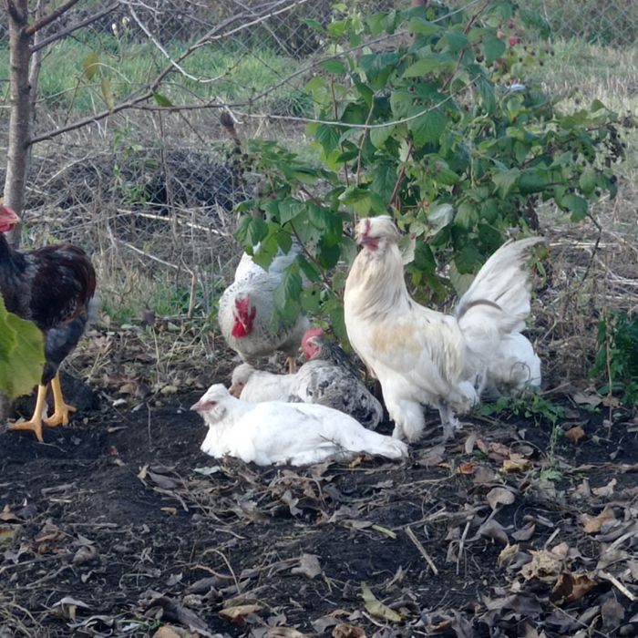 Інкубаційне яйце чубатих несучок