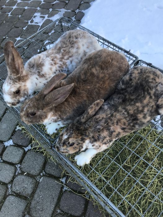 Кролі рекс гепард вік 3 місяці