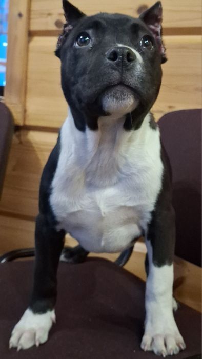 Американский стаф терьер