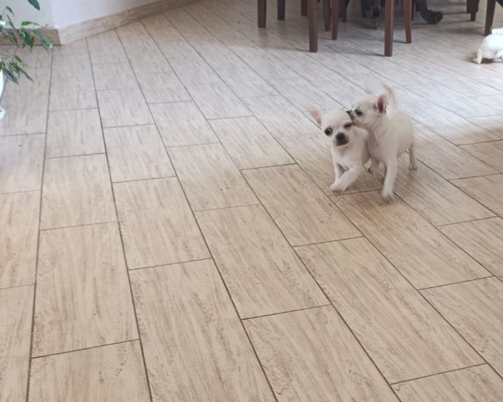 Чіхуахуа — 2 дівчинки та 1 хлопчик