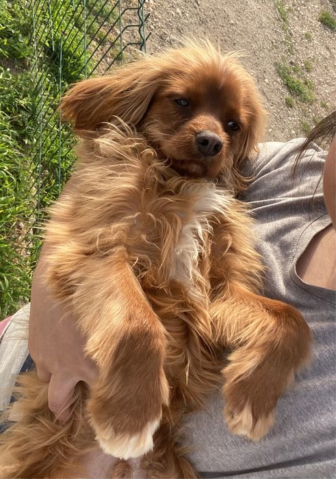 PetSitting e Dogwalking