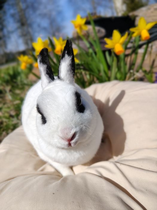 Królik karzełek Rex