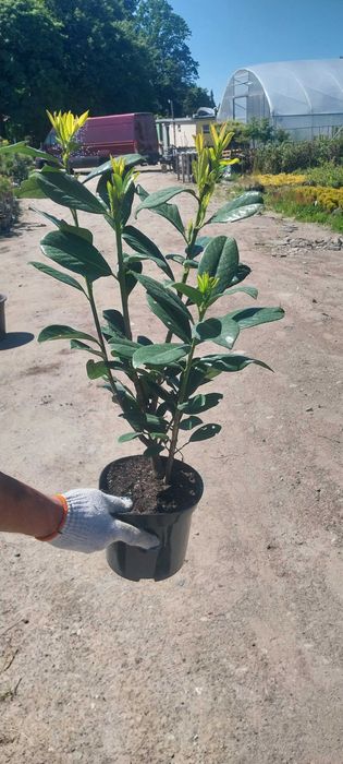 Laurowiśnia  70-110cm Reda i okolice dowóz gratis