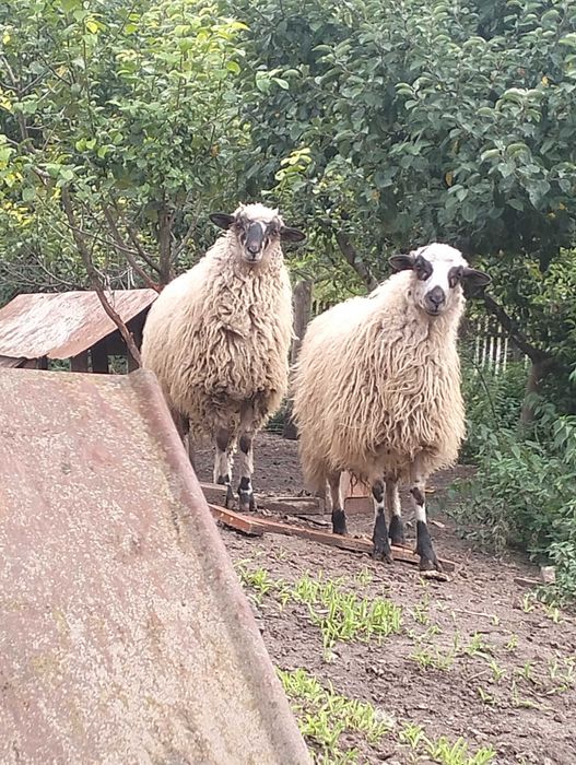 Продаються вівці