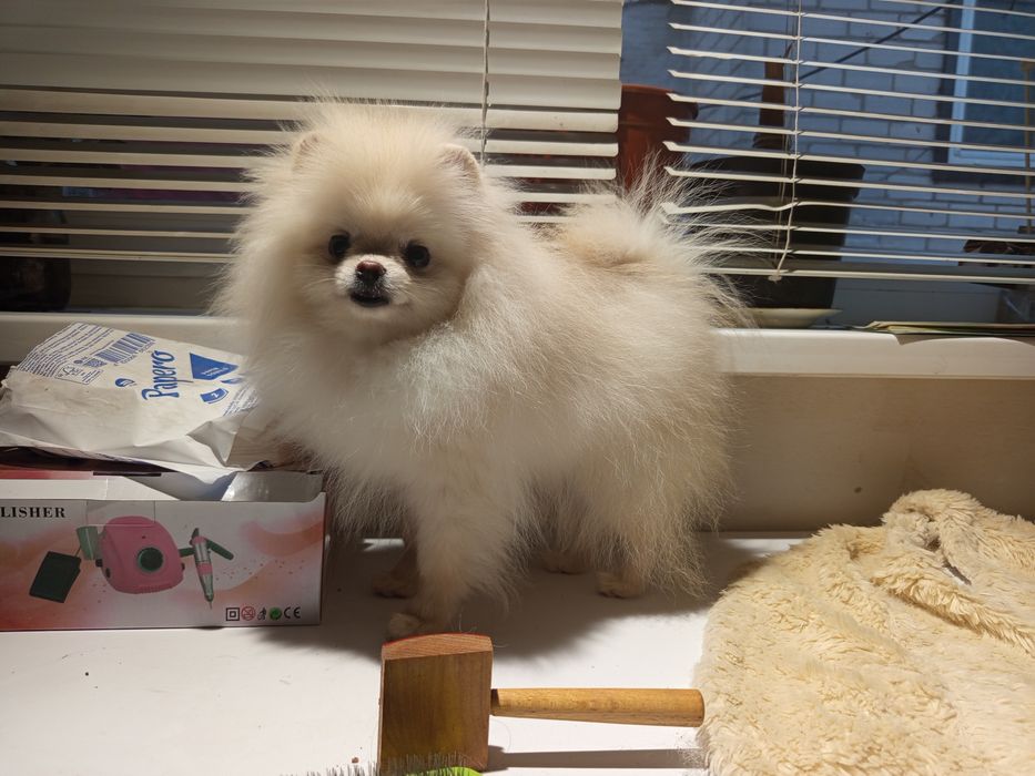 Померанчикі шпіцата