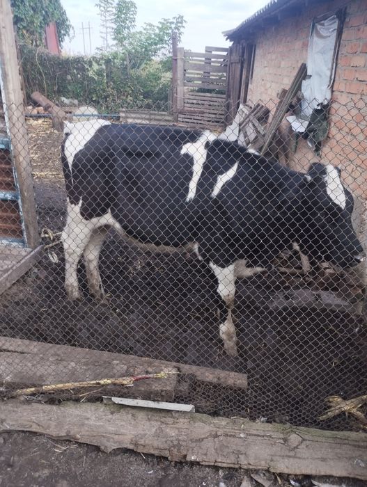 Продам телицю 9 місяців
