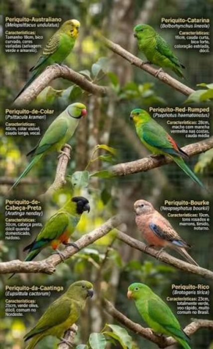 Aves para nova casa