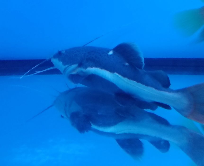 Sum czerwono ogonowy duży