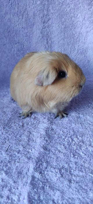 Морська свинка, селф крем,самка