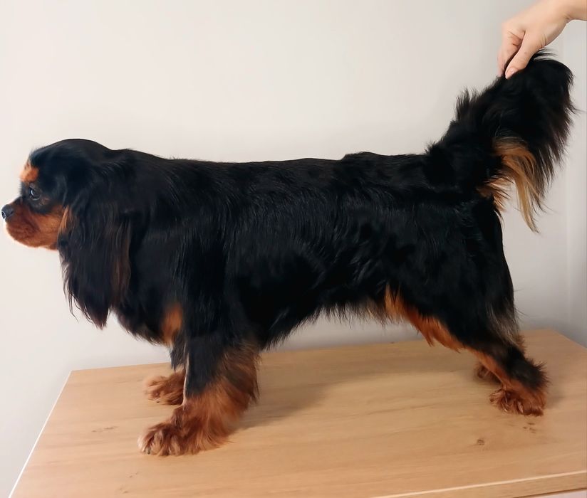 Кавалер Кінг Чарльз в'язка