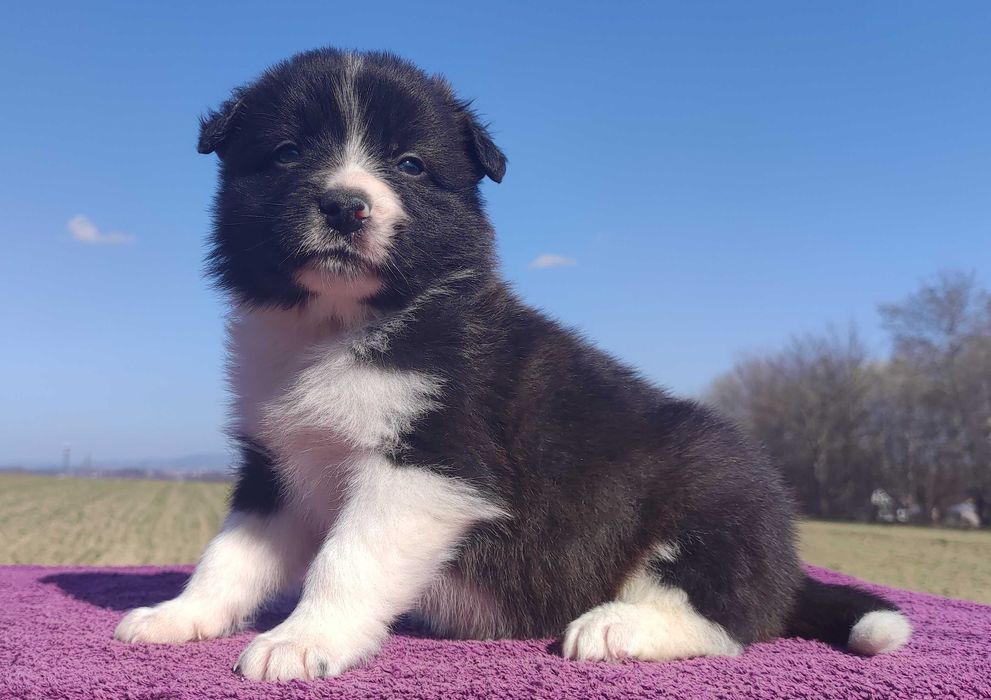 Rasowy Pies Border Collie - TEXAS z pełną dok. z hodowli do rezerwacji