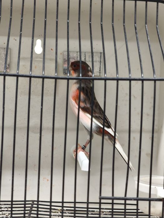 Canários arlequim português