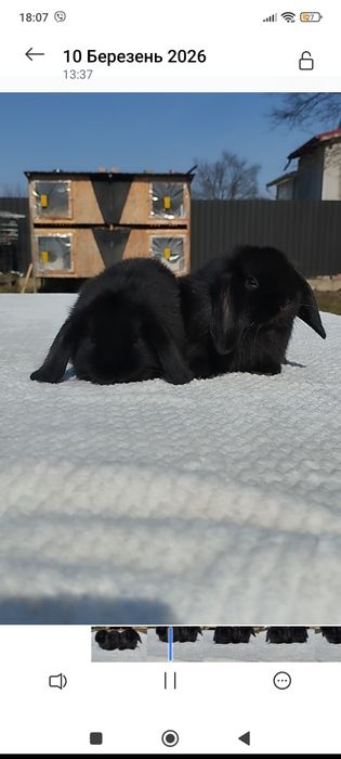 Декоративні кролики