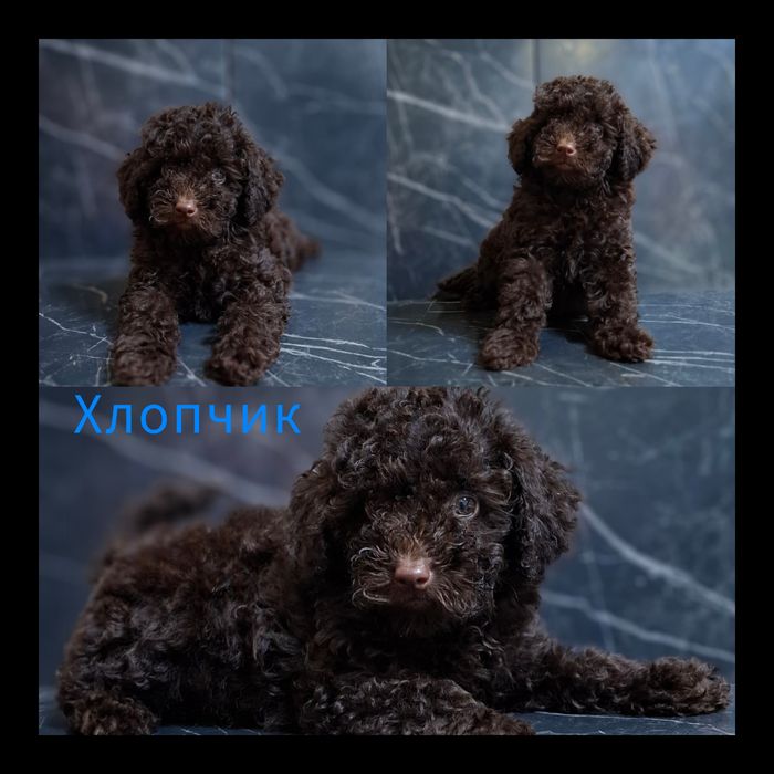 Шоколадний красавчик той пудель!!!