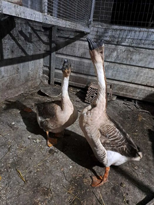Ovos de Ganso da Guiné fertilizados