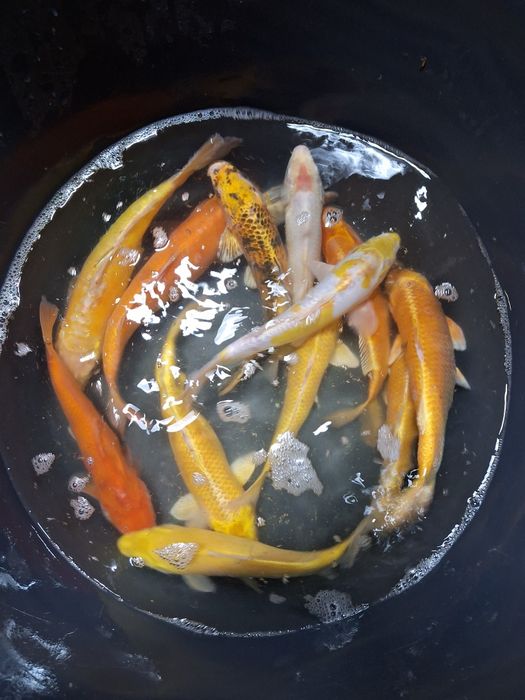 Sprzedam karp koi