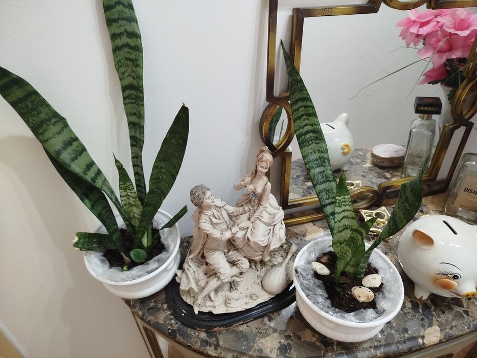 Conjunto de 2 Planta natural espadas de S Jorge