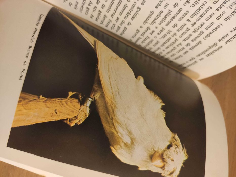 ABC da Criação de canários - Cury af Enehjelm