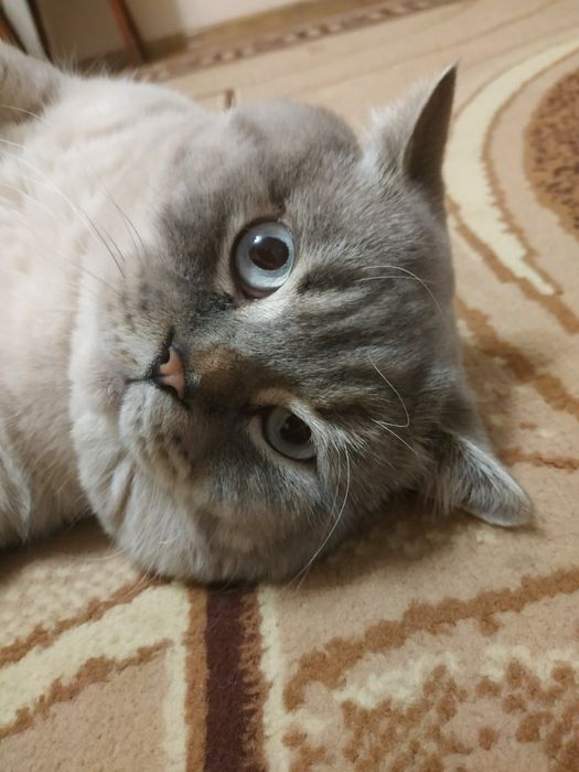 В'язка шотландського кота