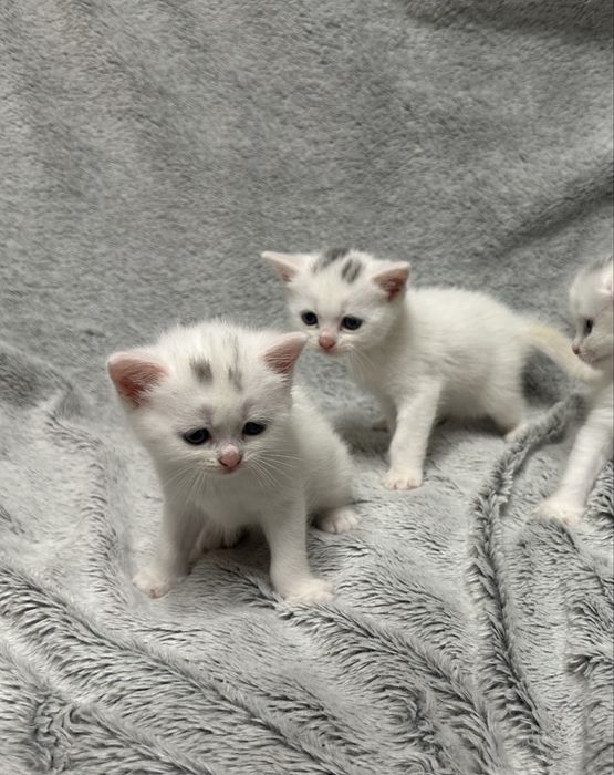 Котенята, кошенята білі скотіш страйт