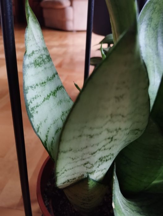 Sansevieria Silver Hahnii sansewieria  do kolekcji