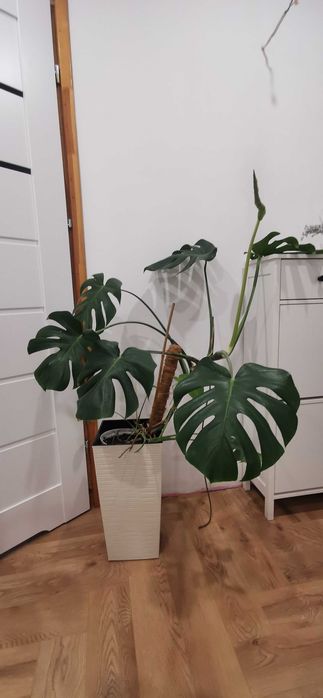 Kwiatek Monstera