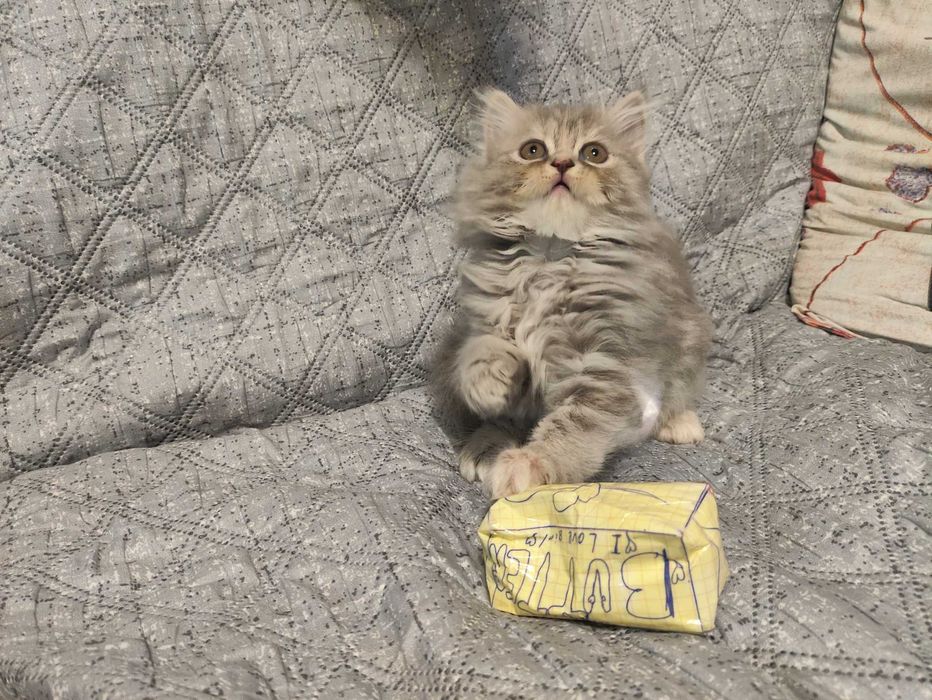 Кошенята Скотиш Братик і Сестричка