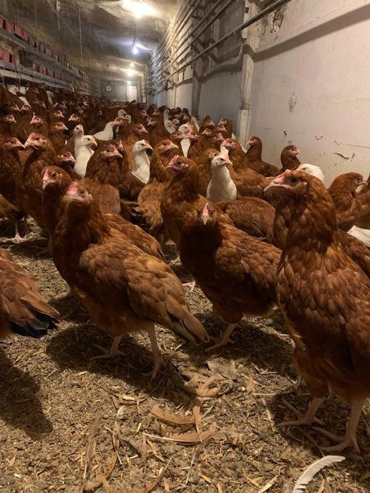 Kury Nioski z wolnego wybiegu prosto od hodowcy ! Wszystkie rasy !