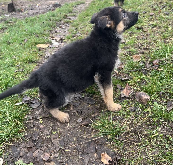 Цуценята Німецької вівчарки